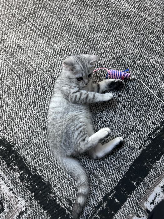 Котенок мальчик,порода шотландский прямоухий, 3.5 месяца, умный