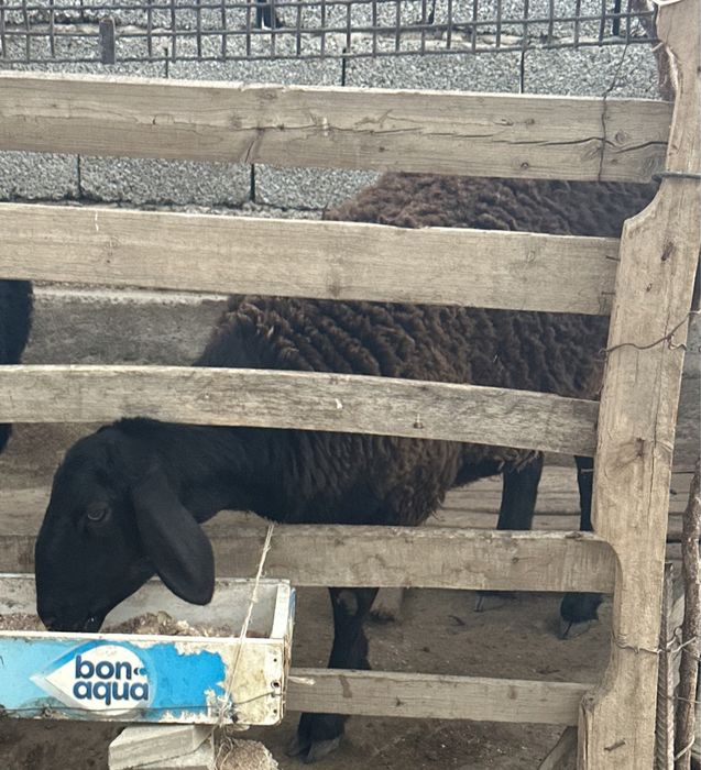 Қой/овца домашняя