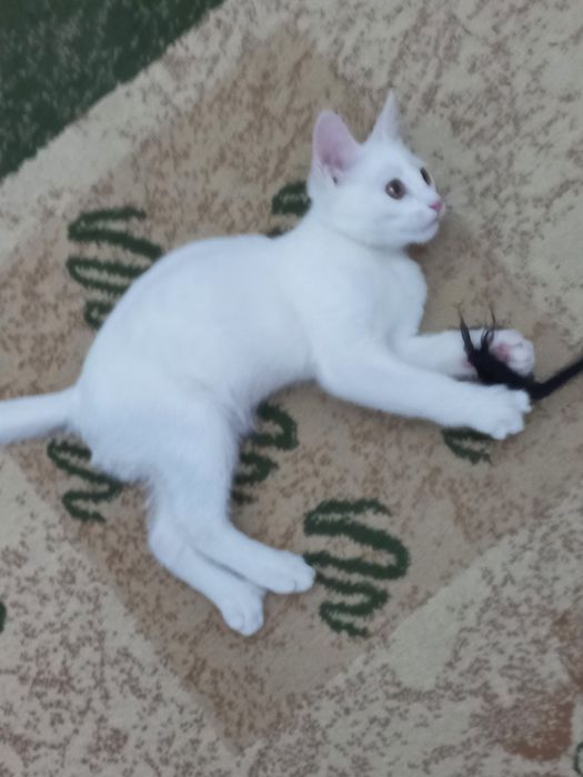 Бесплатно котёнок мальчик