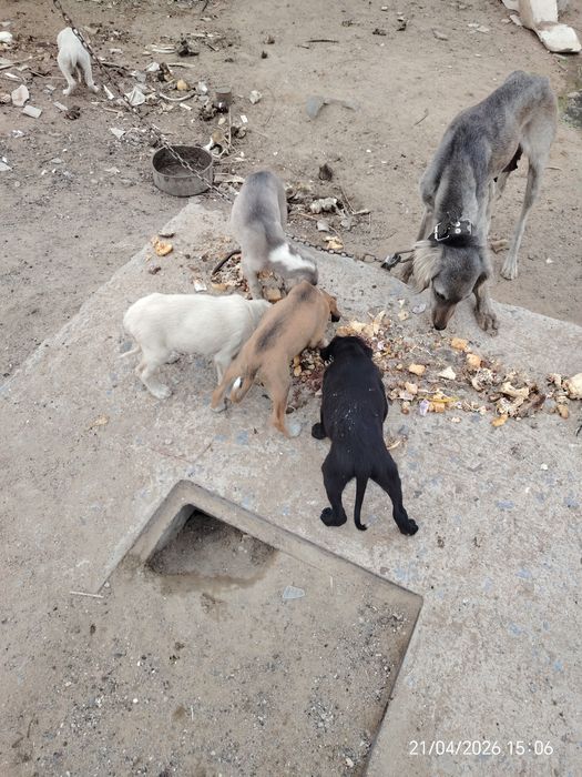 Щенки тазы быстрые