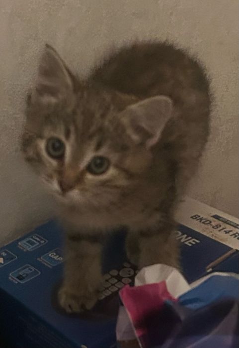 Отдам котят бесплатно
