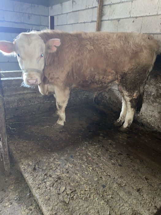 Продам бычок подсос