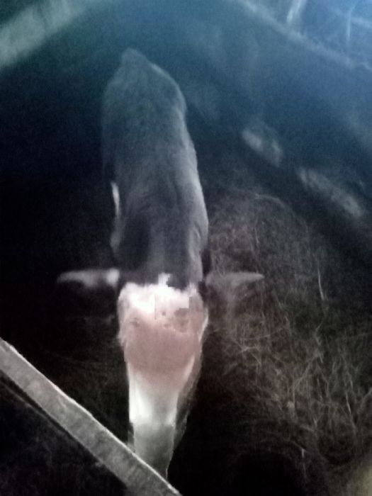 Продам   телёнка