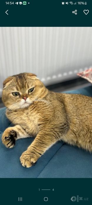 Шотландская вислоухая скоттиш фолд мальчик окрас золотая шиншилла