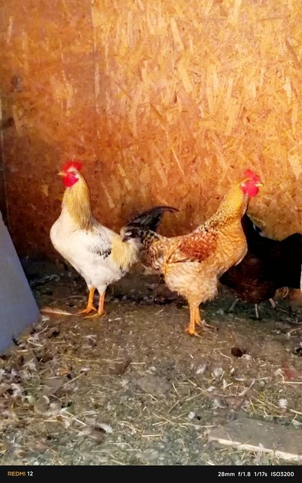 Молодые домашние петушки продам