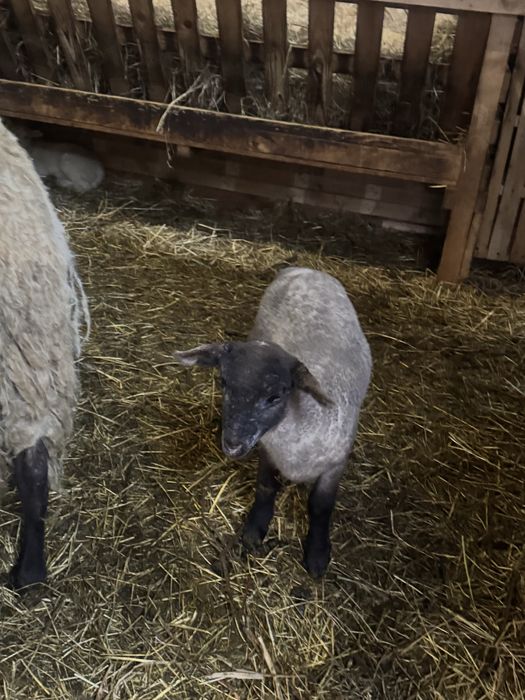 Oaie Suffolk cu un berbecuț!