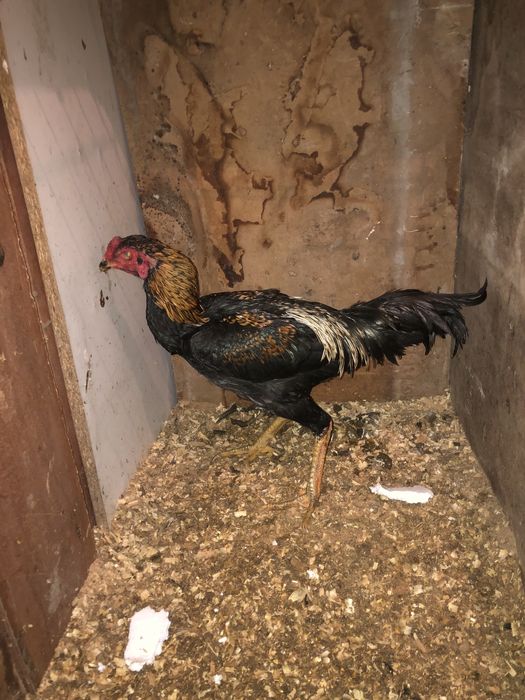 Дакан бойцовский петух