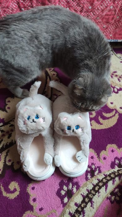 Мысық шотланская порода