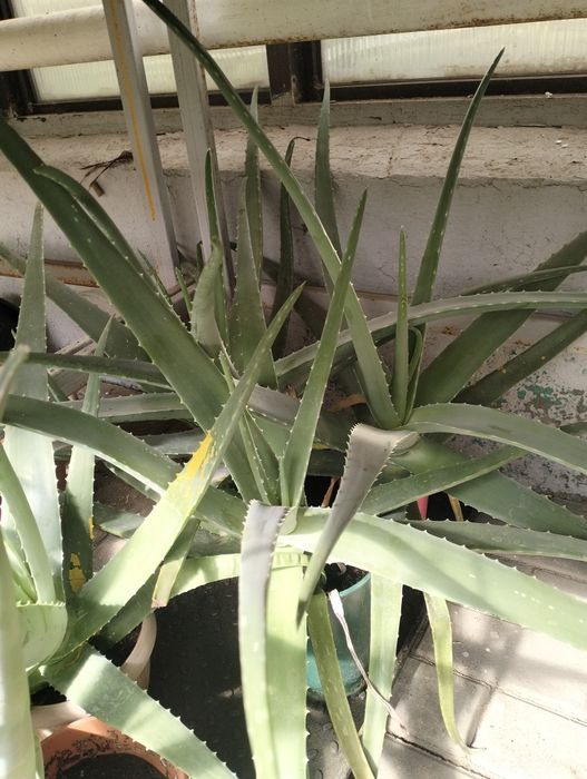 Продам Алоэ для лечения