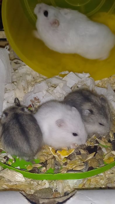 Hamsteri Pitici Campbell