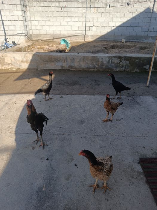 Дакан тауықтар сатылады