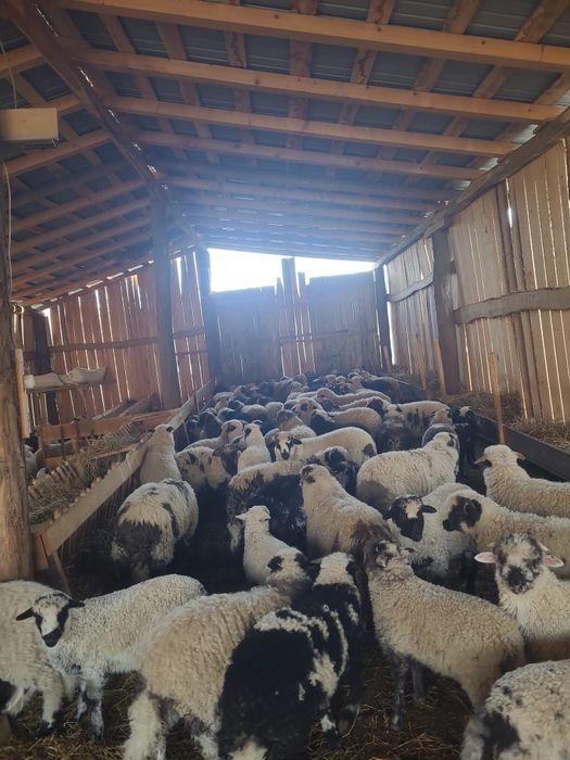 Mieii de vânzare pregătiți pentru Paște!