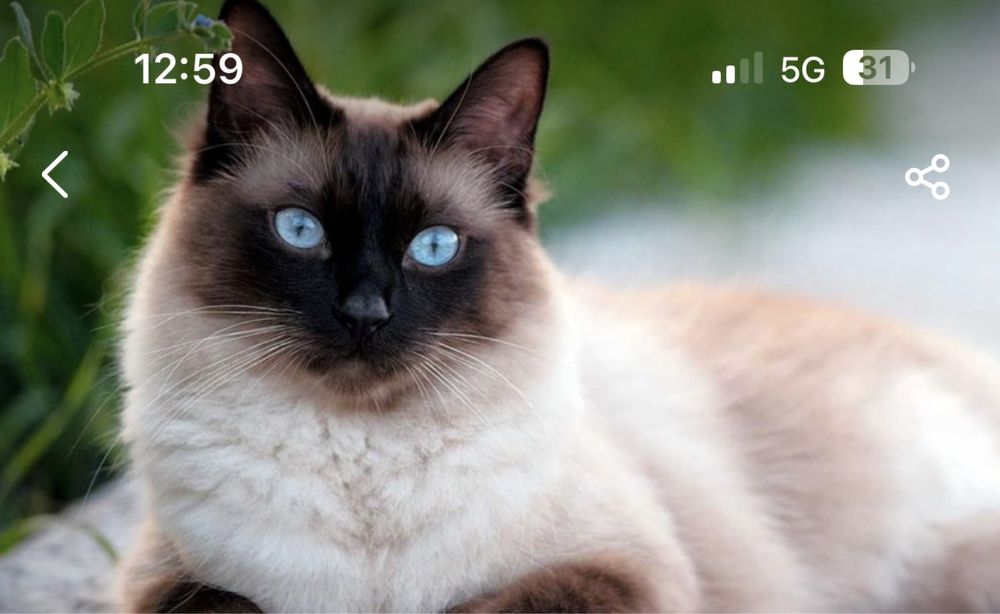 Прадается Сиамский кошка очень большое