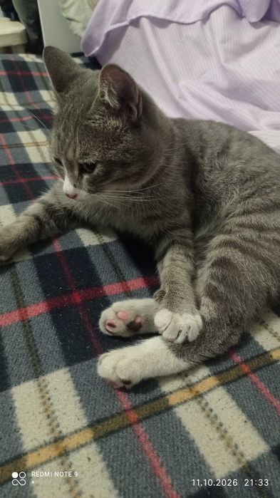 Найден кот!!! около 1.5 лет