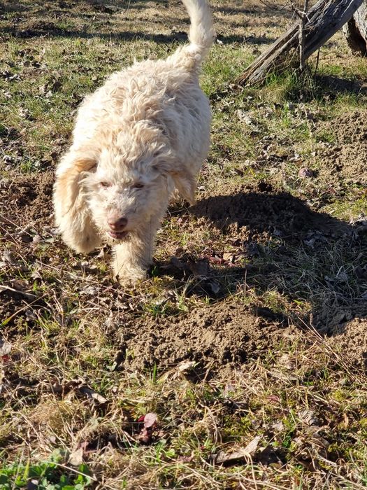 Lagotto își caută stăpân