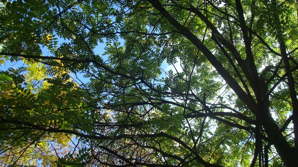 Vand nuci negre americane Juglans nigra recolta 2025 cu coaja verde