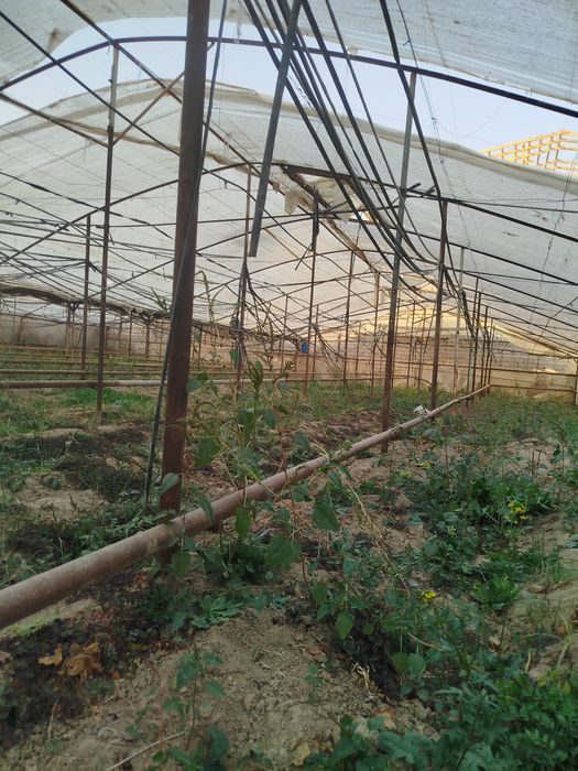 Теплитса сотилади 6.40сотих