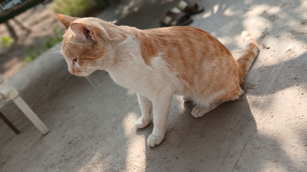 Zotdor chiroyli mushuk  200.000