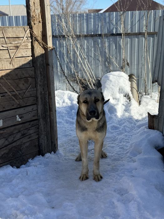 Отдам даром алабая (бесплатно)