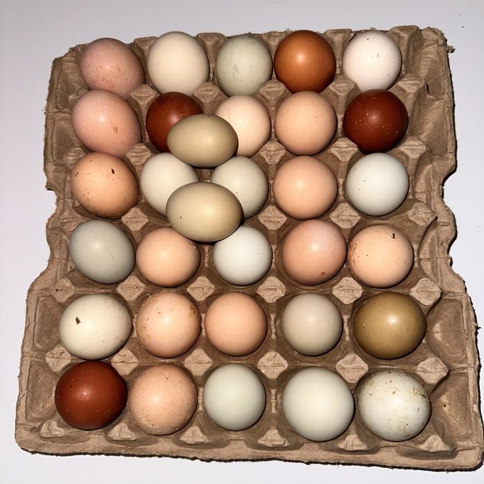 Инкубационное яйцо