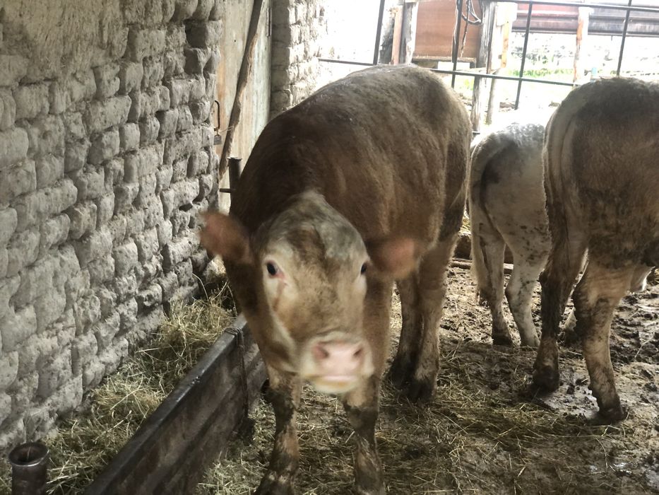 қашарлар сатылады