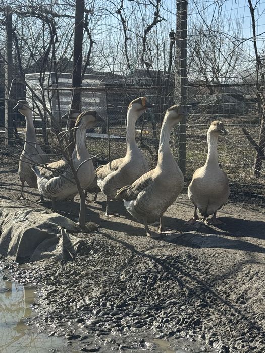 Gasca leseasca si gascan