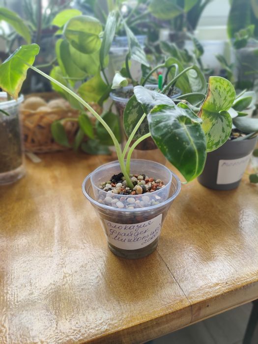 Алоказия Фрайдек