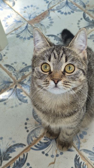 Отдам кошечку в добрые руки