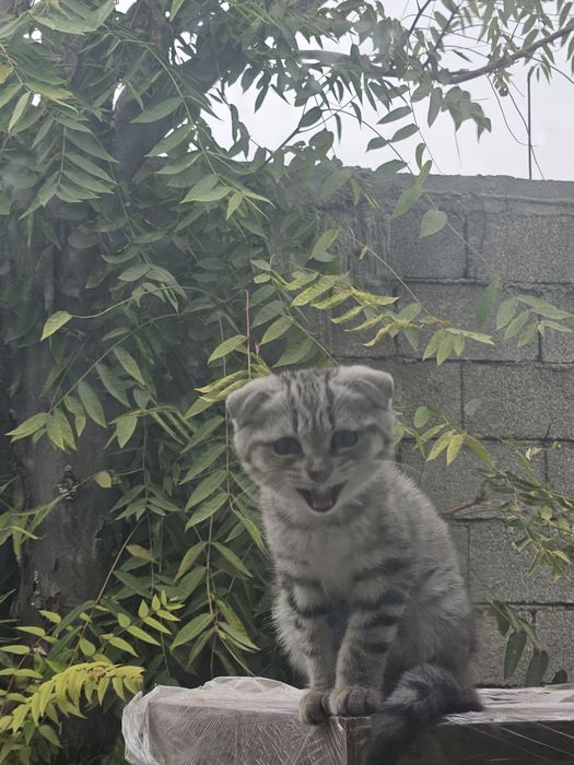 Кот скоттиш фолд