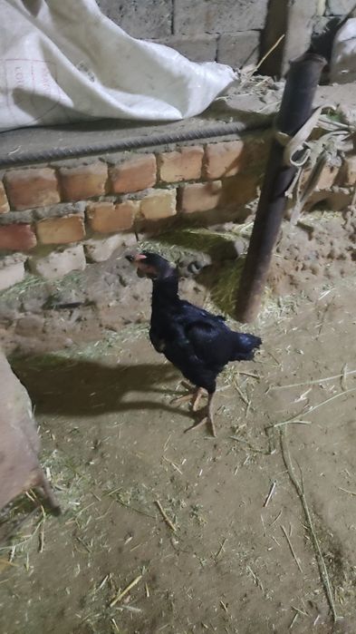 Kulangi tovuq sotiladi