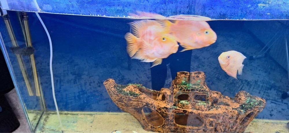 Akvarium sotiladi 250 l barcha aksesuarlari baliqlari bn