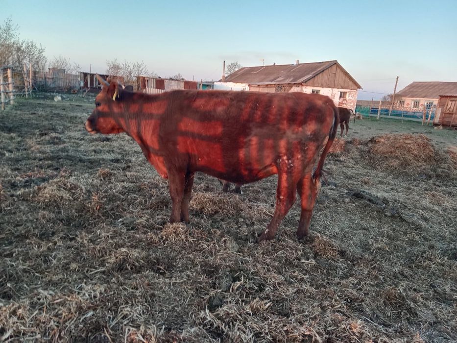 Первотелки продам срочно