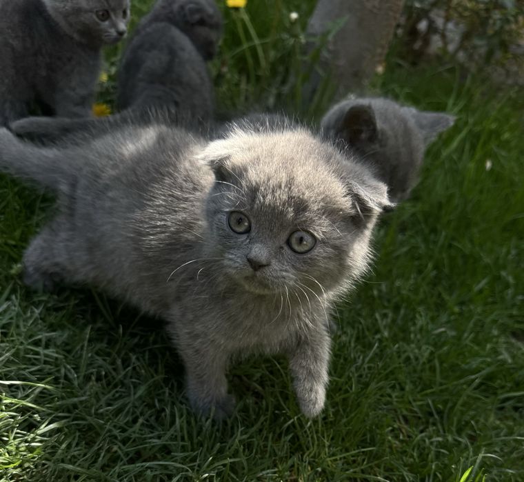 Продаются котята 2мес.