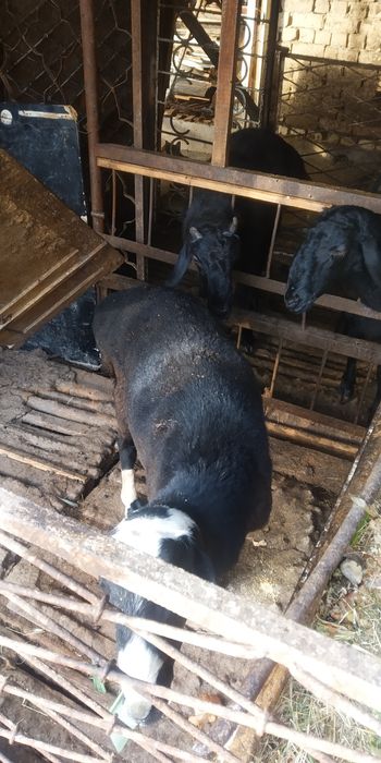 Qurbonlika buqa va qõylar bor xonadonda joxori va buĝdoy emlangan zõr