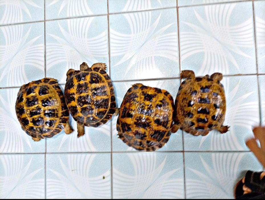 Toshbaqa sotiladi!(Продается черепашки!)