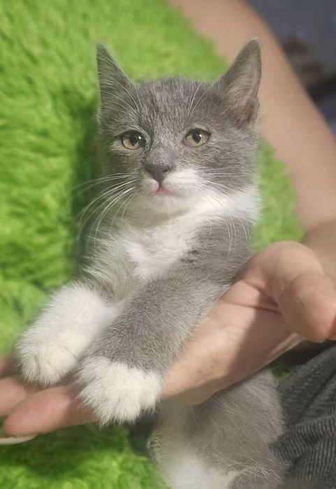 Котята ищут семьи!