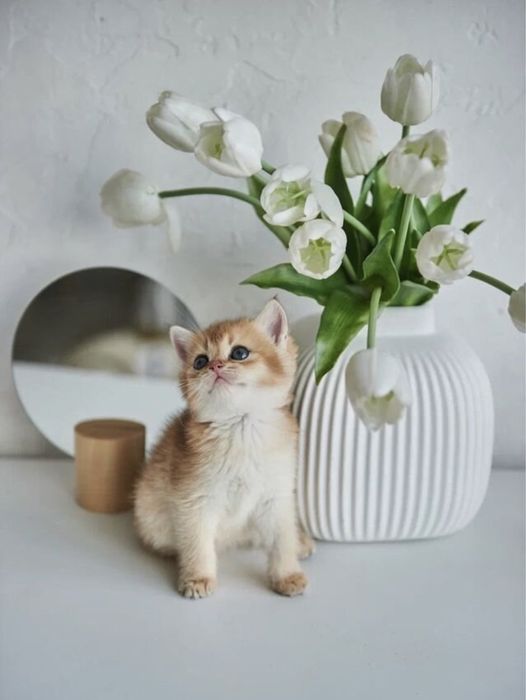 Продается золотые Шиншилы котята