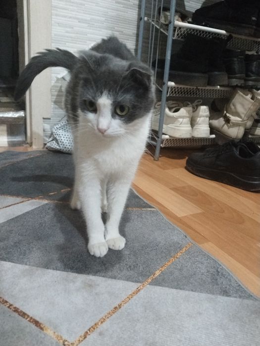 Кошка молодая красивая