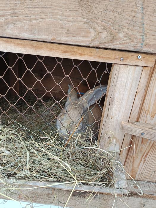 Vând iepuri cu cotet cu tot