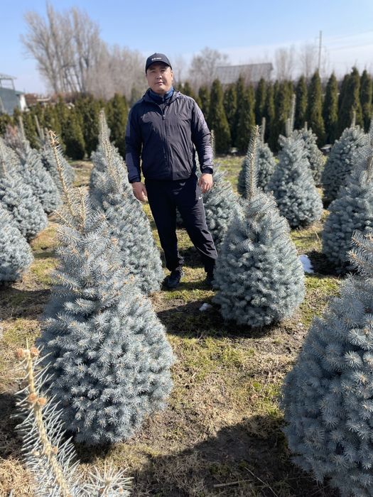 Голубые ели