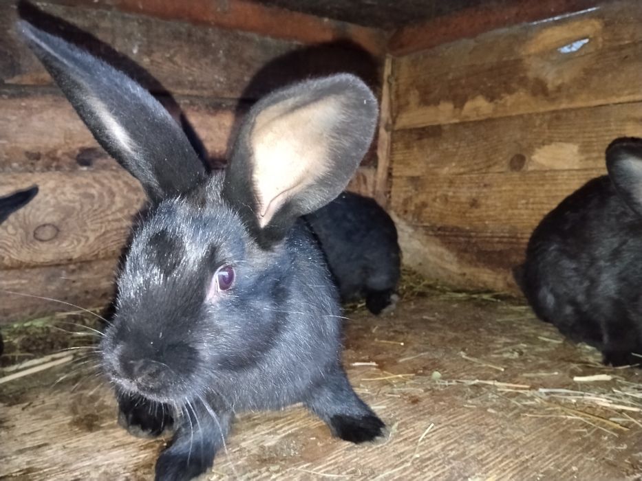 Кролята стракочи