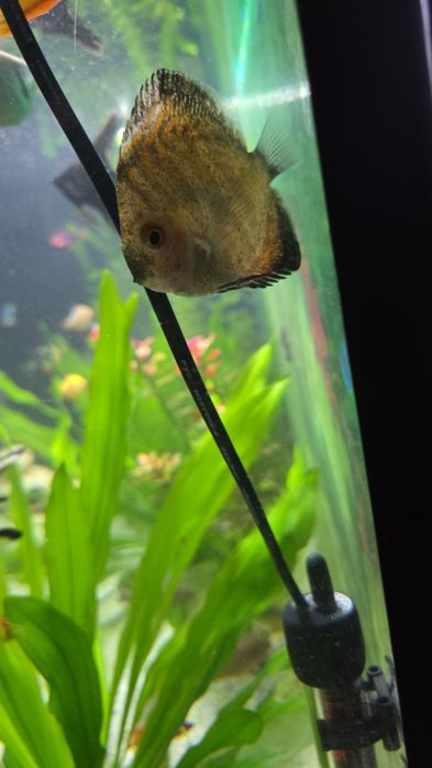 Рыбка (дискус балық сатылады)