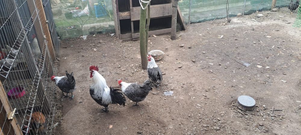 Pui și ouă  de la următoarele rase