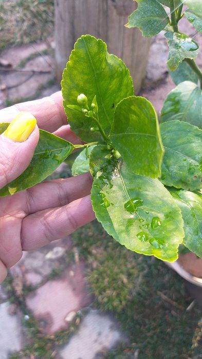 Лимоны, мандарины, апельсины с плодами цветущие