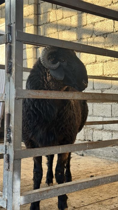 Qo‘y so‘yish xizmati – 57 kg, 5,415 mln (hammasi ichida)