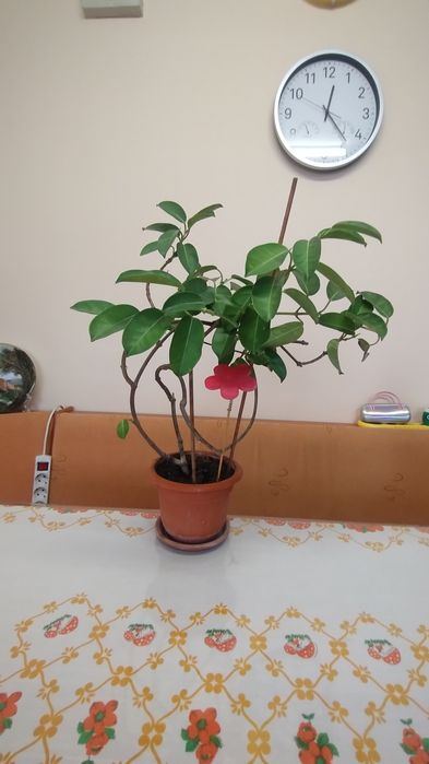 Ficus ,, iasomie
MărT