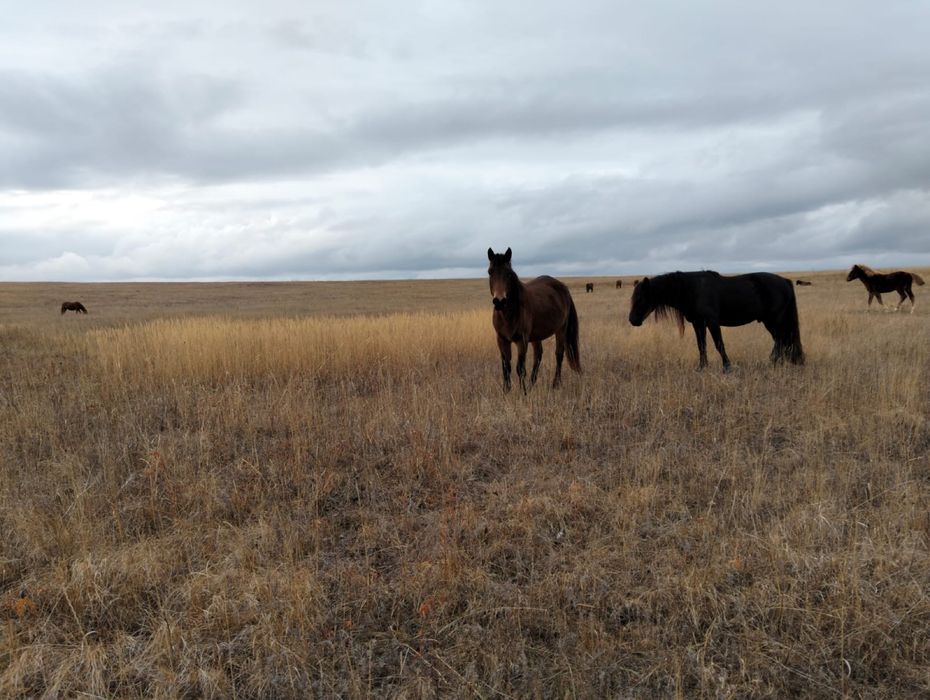 Жылқылар сатылады