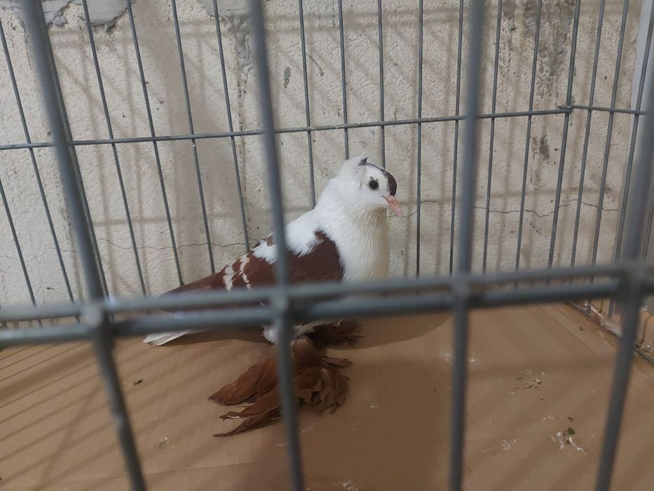 продавам саксонски чайки