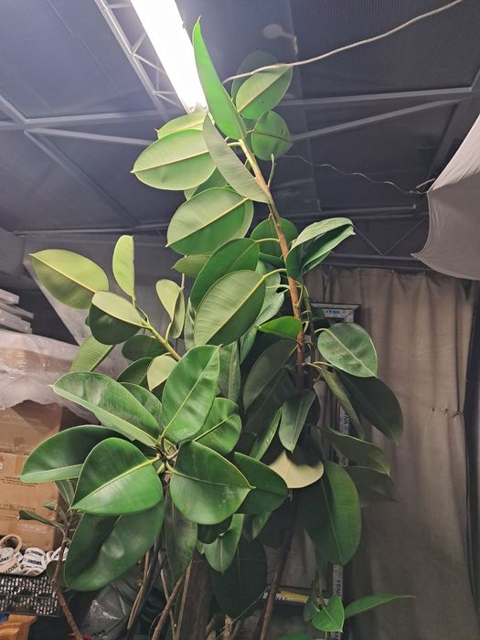 Продавам фикус 2м висок