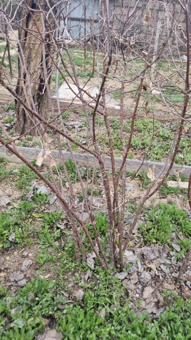 Продам саженцы плодовых деревьев